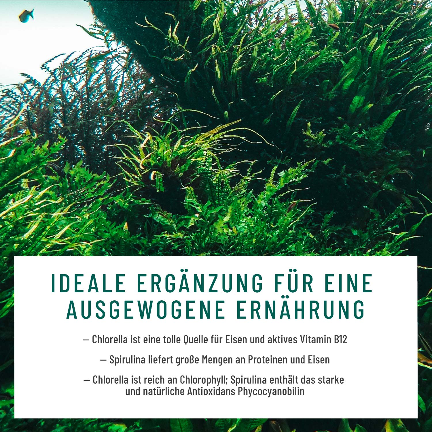 Algenduo: Bio-Chlorella und Bio-Spirulina - Image 4