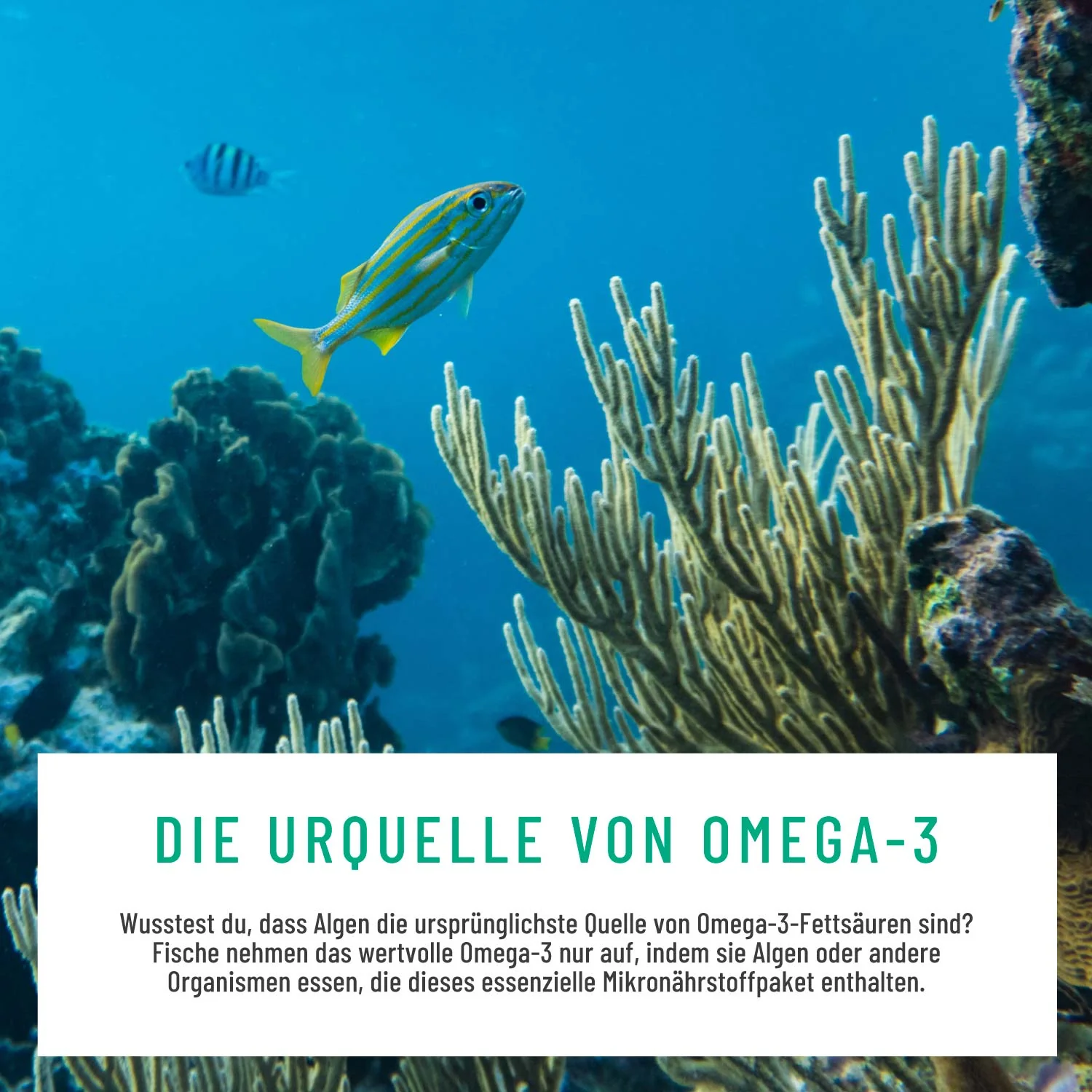 Algenkraft: Omega 3 Algenöl Kapseln - Image 8