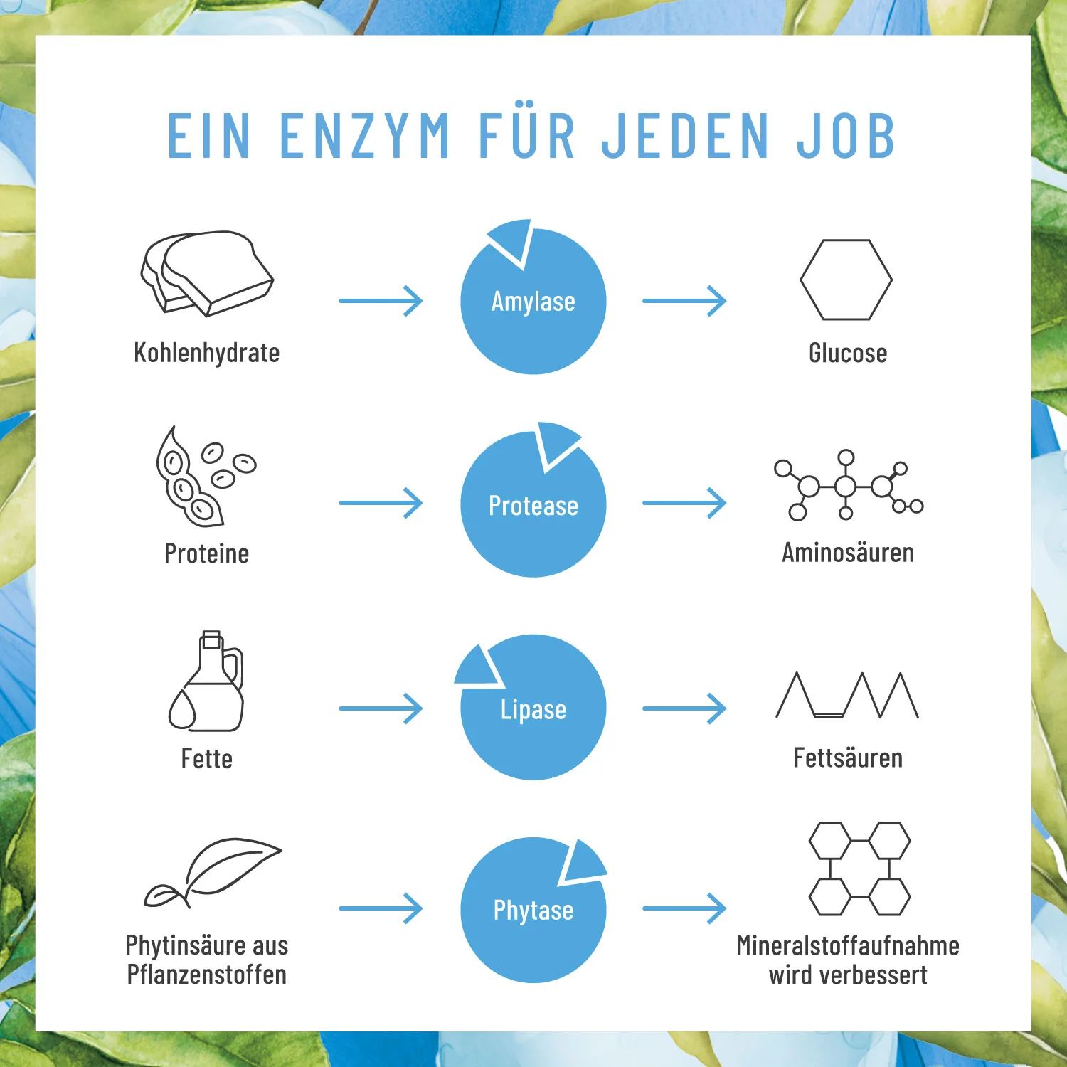 Enzymhelden: Enzym-Komplex mit Protease, Amylase, Lipase & Phytase - Image 7
