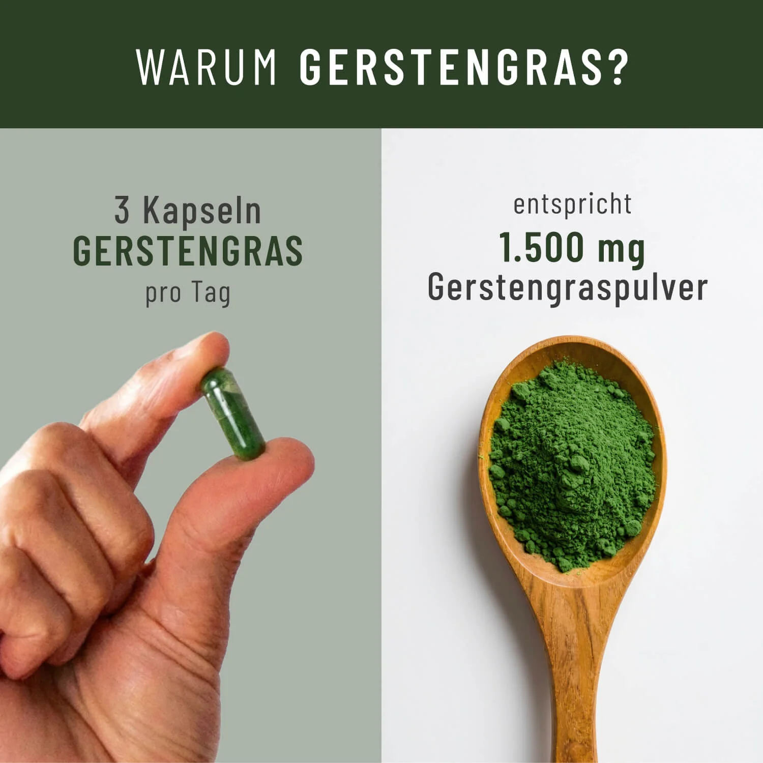 Gerstengras: Bio-Gerstengras - Image 4