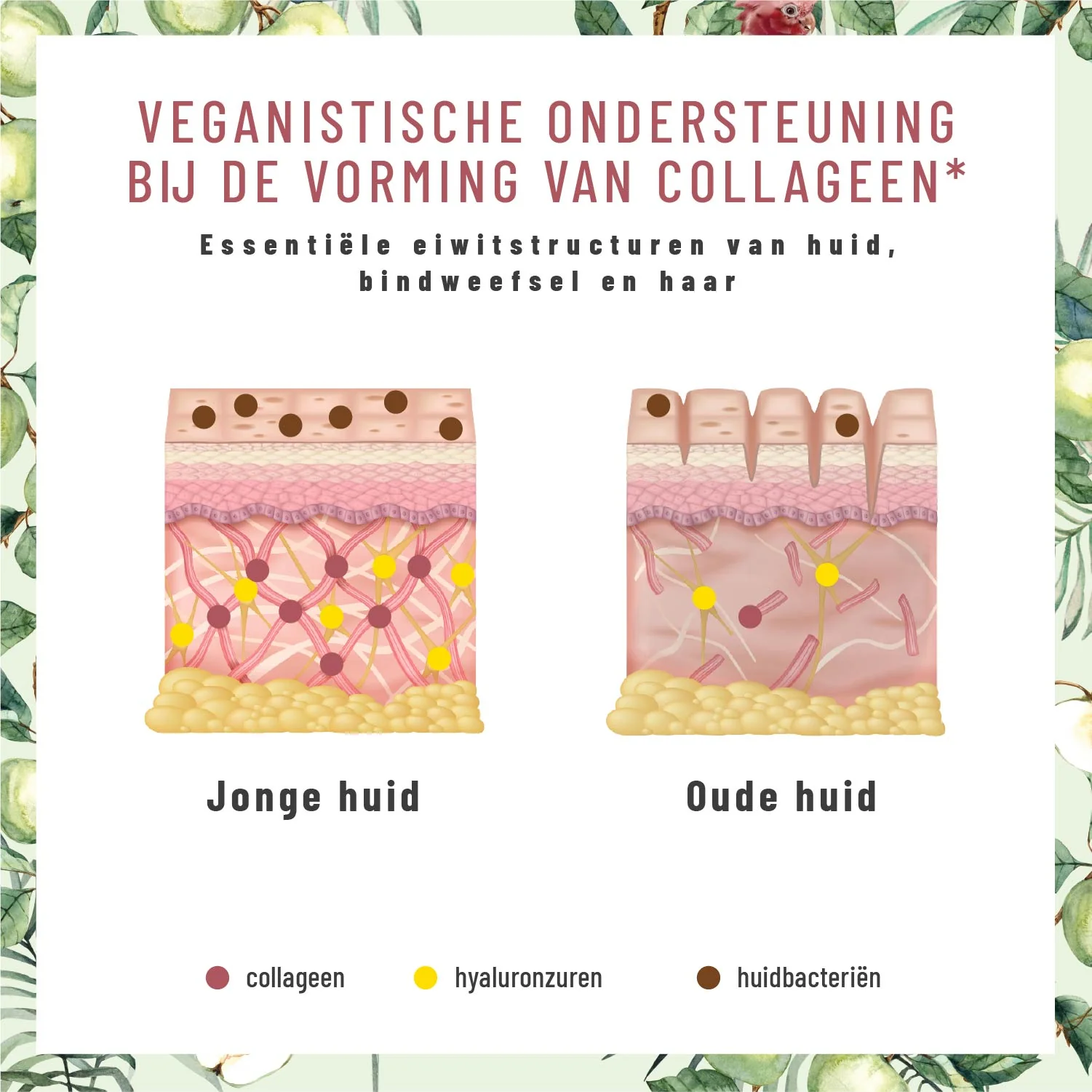 Glow Ritual: Veganistische ondersteuning van collageenvorming* met vitamine C, hyaluronzuur, Q10 en D-biotine - Image 3