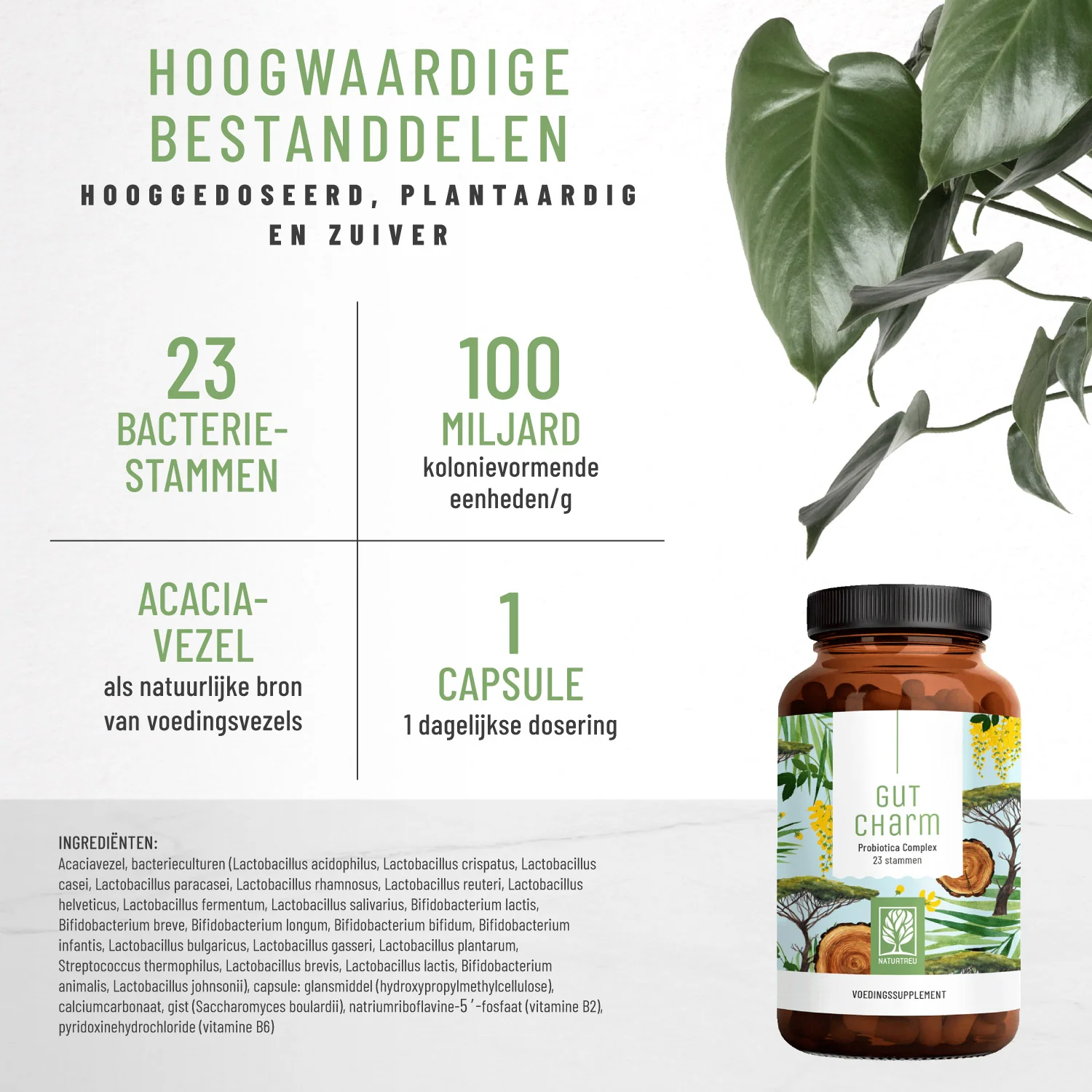 Gut Charm: Complex van bacterieculturen voor de darmen* - Image 2