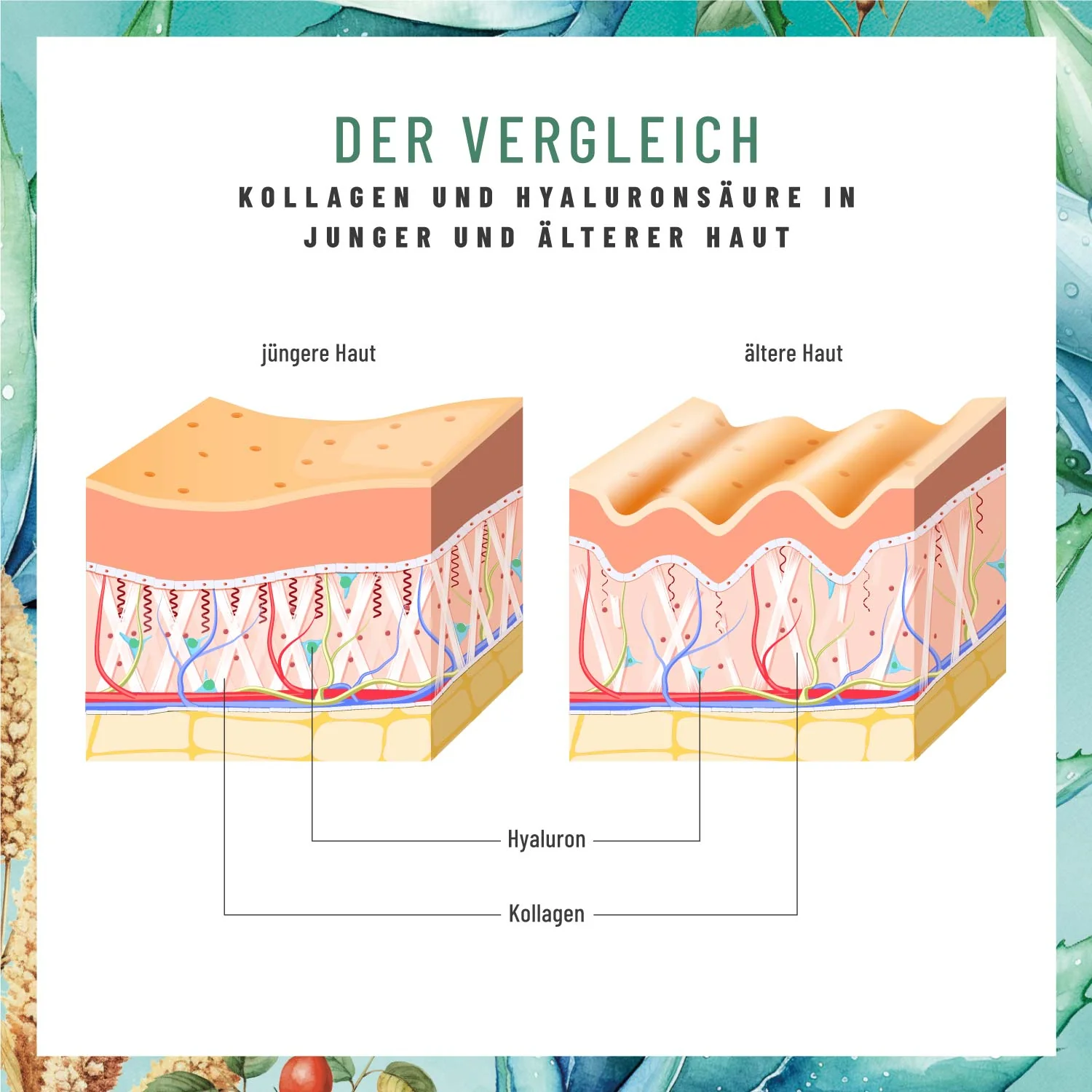 Jungquell: Hyaluronsäure, Aloe Vera, Hagebutte & Biotin - Image 5