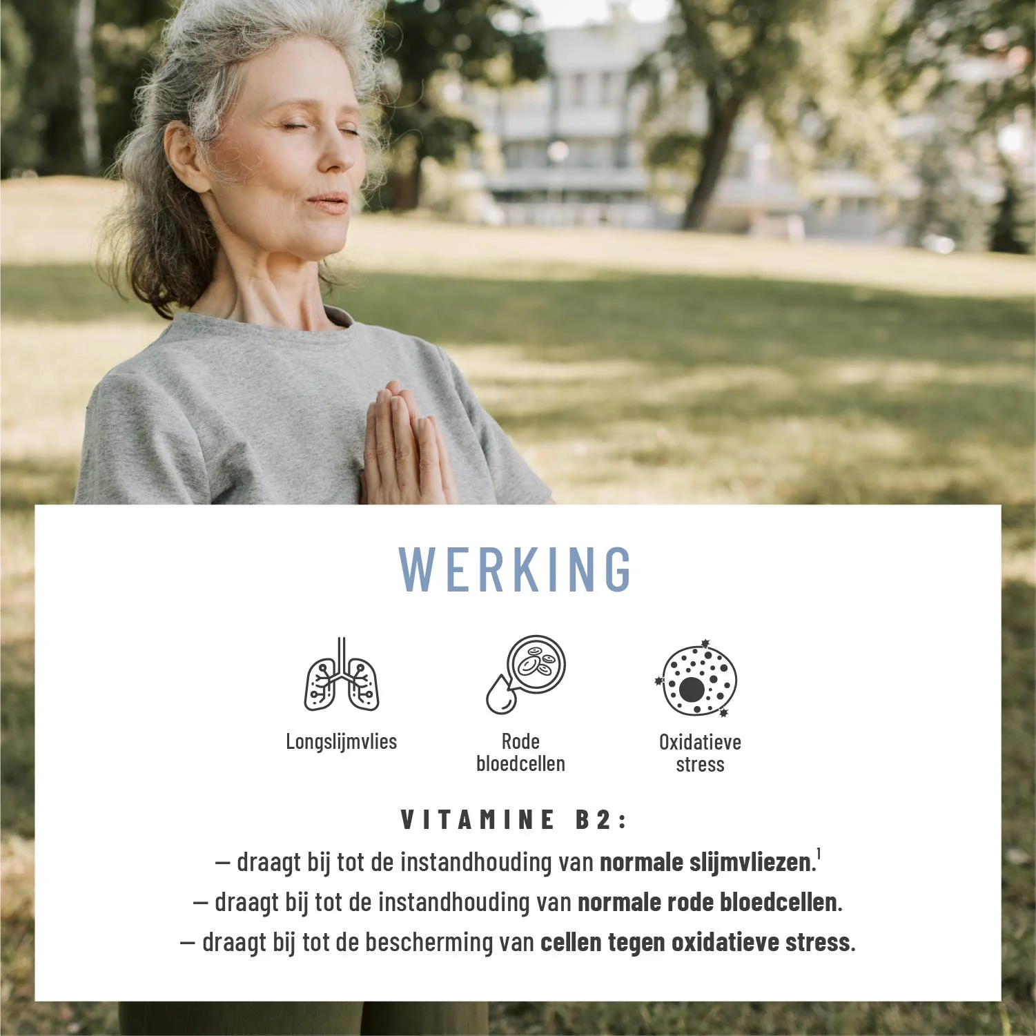 Lung Wort: Met eucalyptus, tijm en NAC - Image 3