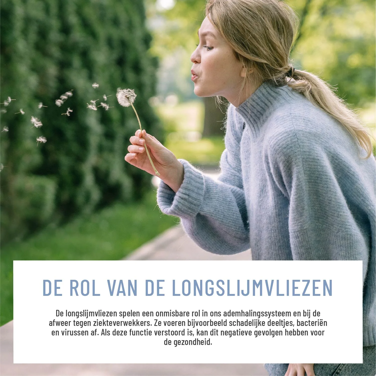 Lung Wort: Met eucalyptus, tijm en NAC - Image 5