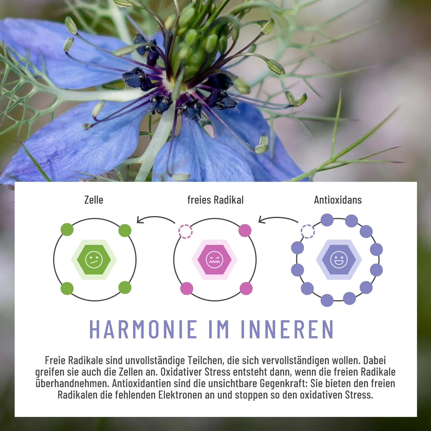 Reingefühl-Paket: Bio-Chlorella & -Spirulina, MSM & Schwarzkümmelöl - Image 7