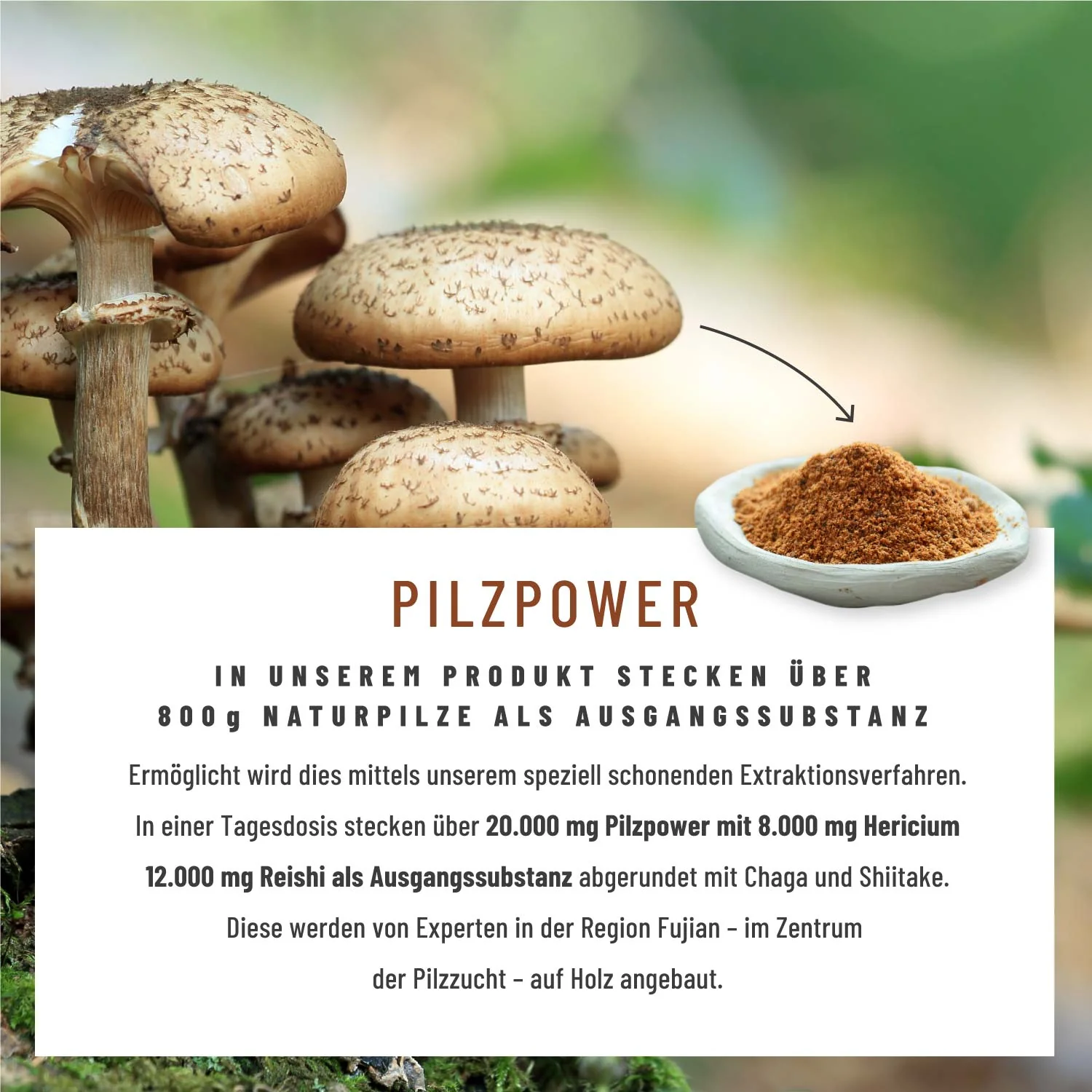 Flora Balance-Paket: Florasamen, Florazauber & Pilzkraft - Image 5