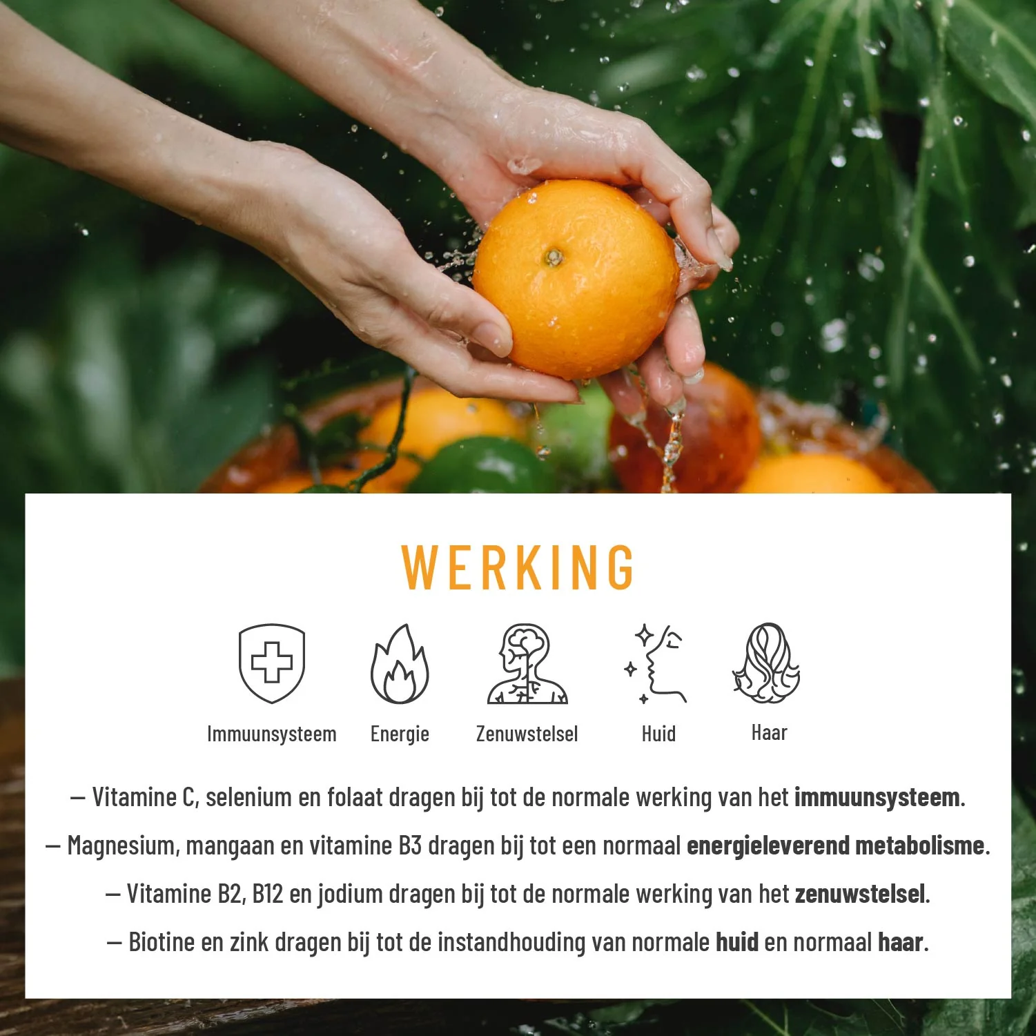 Vitamin Routine: Multivitaminecomplex met geselecteerde vitamines, plantaardige stoffen en mineralen - Image 3